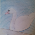 Swan